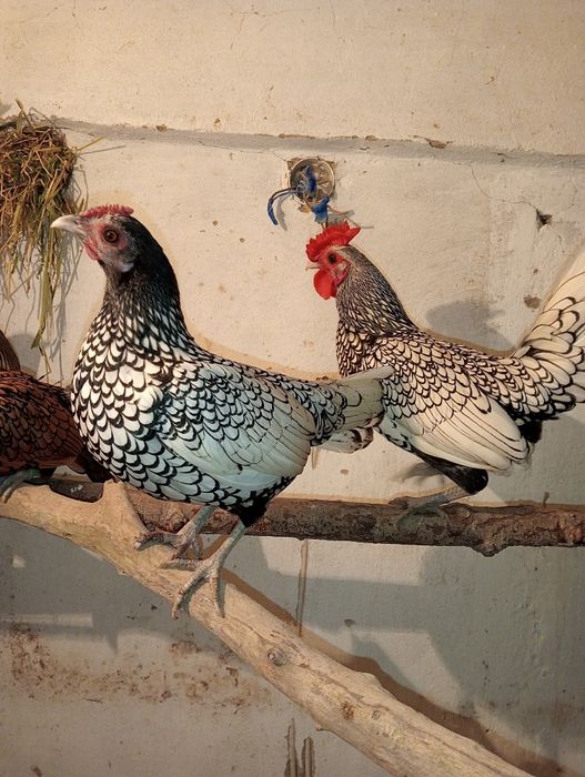 Продам карликовых