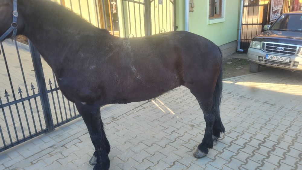 Vând o iapă sau schimb cu viței sau vacă