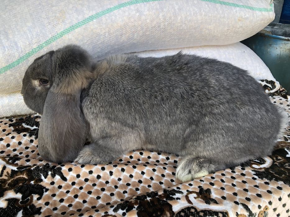 Vand Iepuri Berbec Grrman