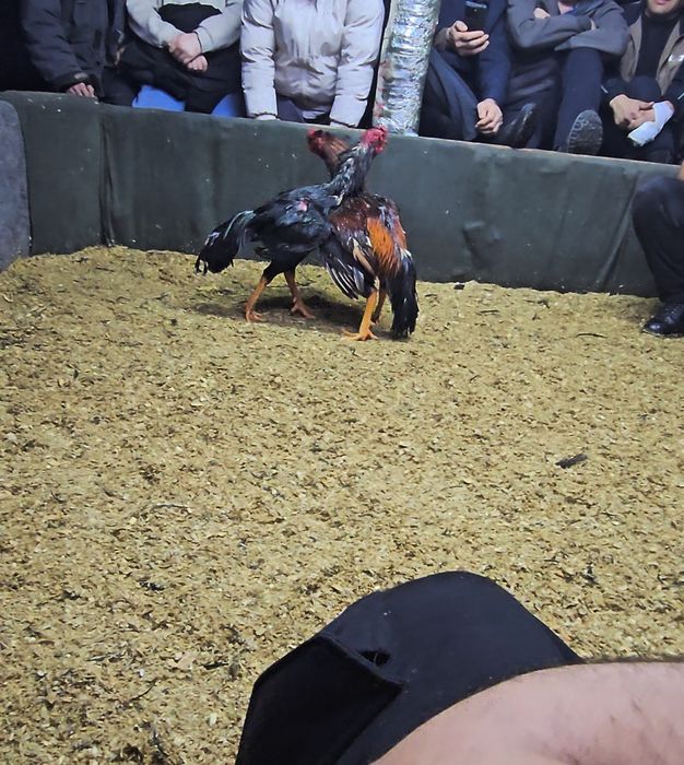 Дакан бойцовая птица