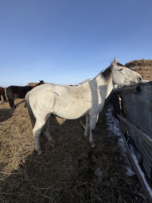Айғыр сатылады 10 жасар