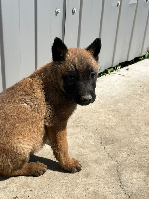 Femela Ciobănesc Belgian Malinois