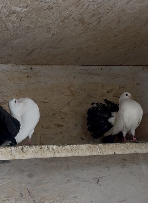 Павлины самки чернохвостые!