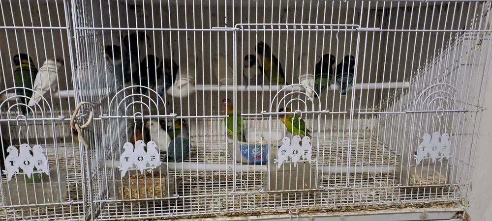 Маска фишер неразлучник