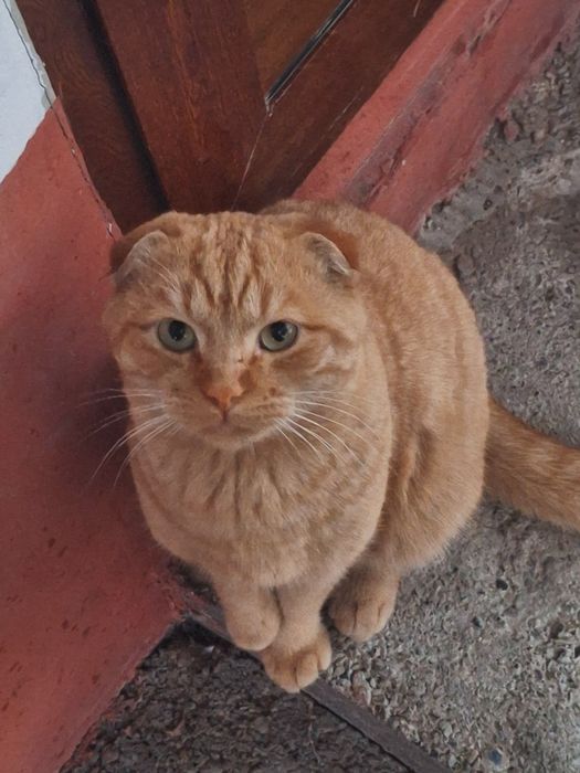 VYAZKA uchun qiz mushuklarni taklif qilamiz.