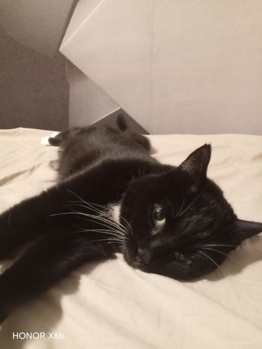 Отдам кошку в хорошие руки