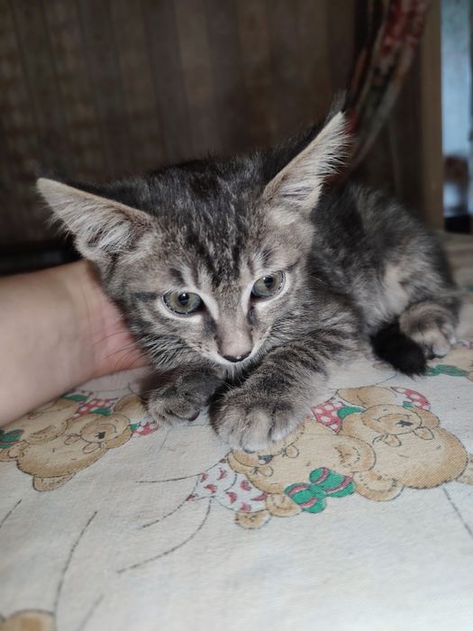 Отдам котёнка в добрые руки