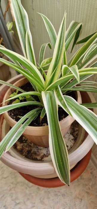 Цветы выращенные с любовью