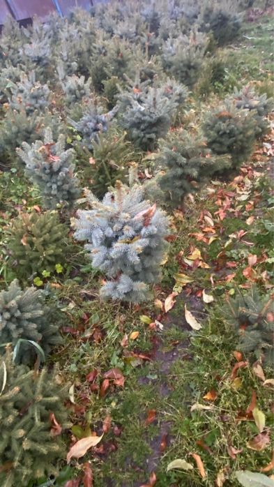 Продам голубые ели. И сосны.