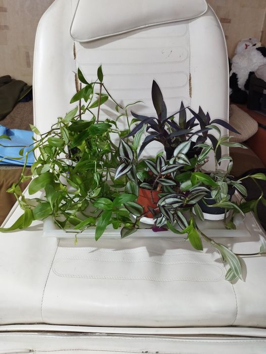 Стайни и лечебни цветя