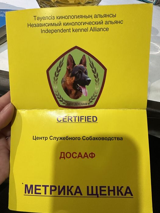 Ротвейлер ищет подружку