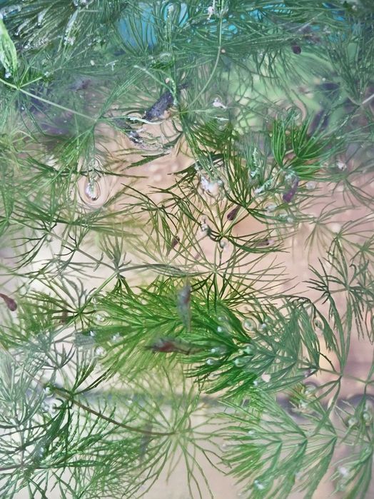 Креветки аквариумные