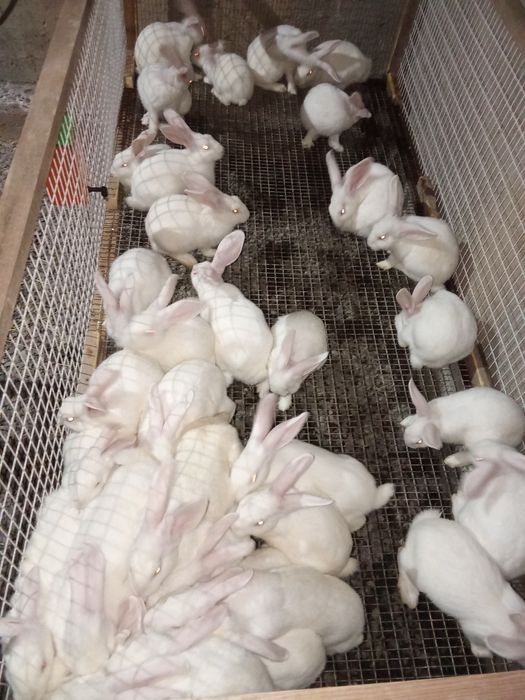 Hikol quyon bolalari 2.5 oylik boʻldi. Sotiladi 150000