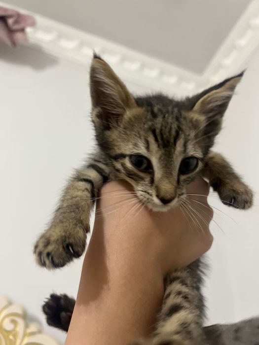 Котенок милый отдается в добрые руки!
