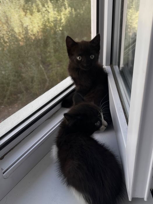 Девочка котенок 4 мес….