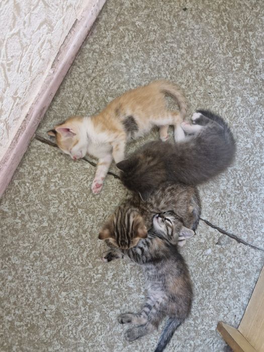 Отдам котёнка в хорошие  заботливые руки