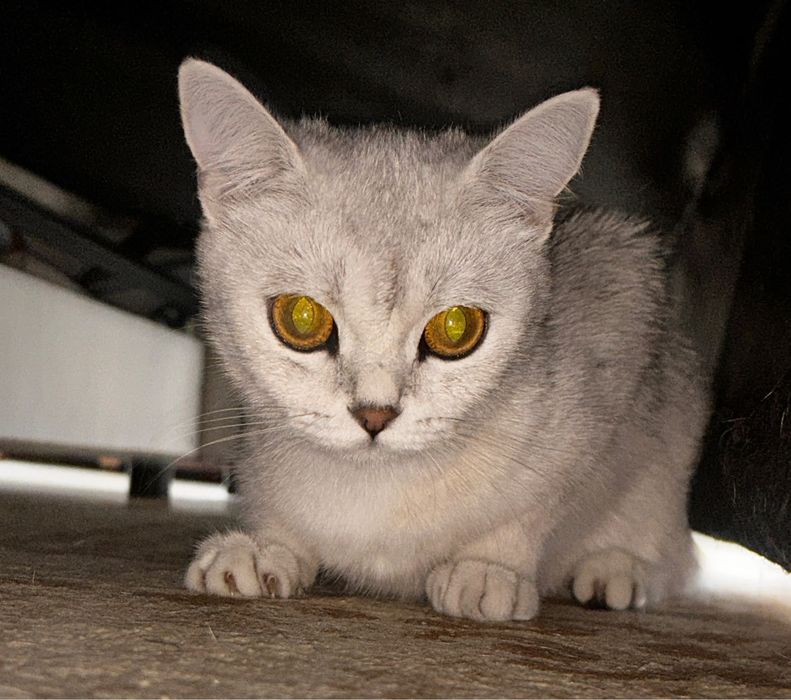 Серебристая шиншилла