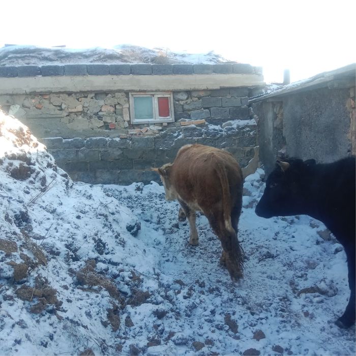 Продаются бычки