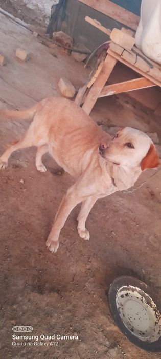 Самка Лабрадора годовалая