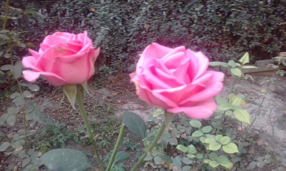 Продаются 2-5 летние кусты роз сорта "Президент"