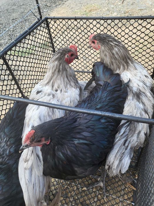 Vând cocoși australorp