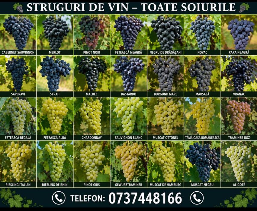 Vindem struguri pentru vin