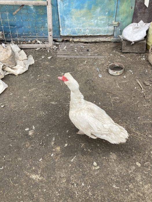 Утки Индаутка кряквы