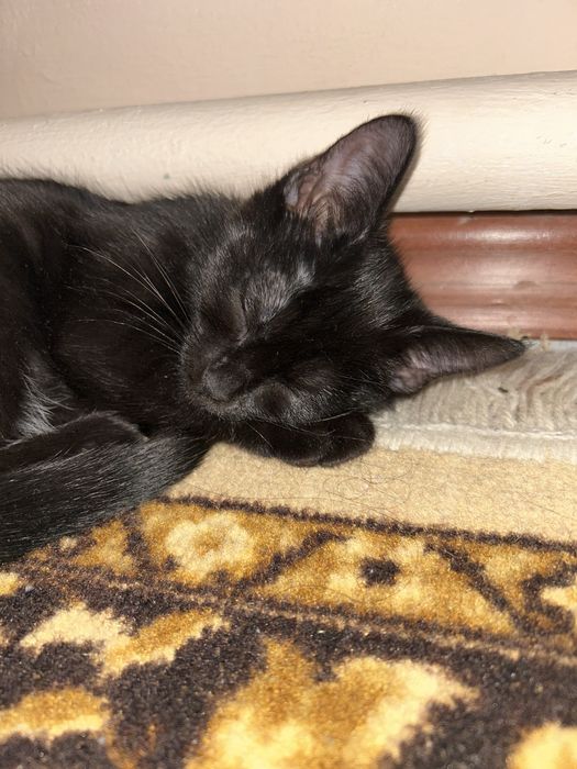 Отдам котенка в добрые руки.