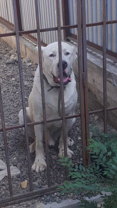 Алабай ищет подругу