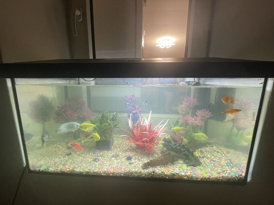 Vand 2 acvarii cu peste 30 pesti!