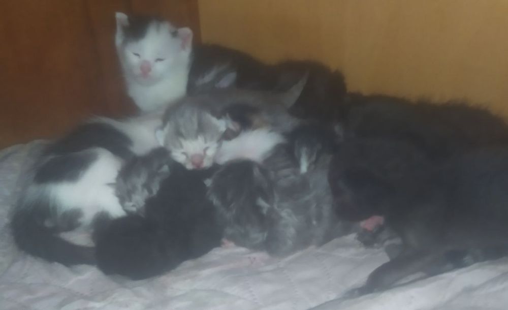 Болажонла уз уйини кидирмокда