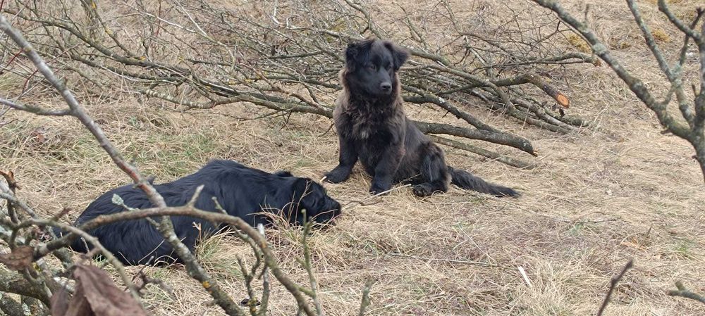 Donez două cățelușe