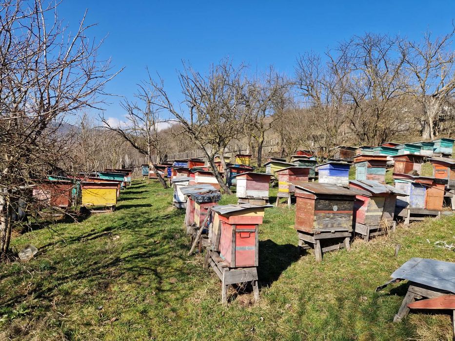 Vand stupi cu tot cu lada