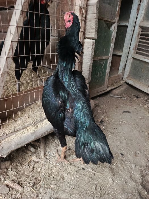 Nemis mokiyon sotiladi 4 kilo