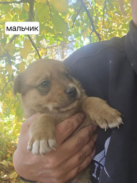 Щенки отдам в хорошие руки