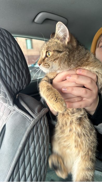 Подобрали в морозы ищем хозяев