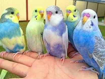 Волнистые попугайчики