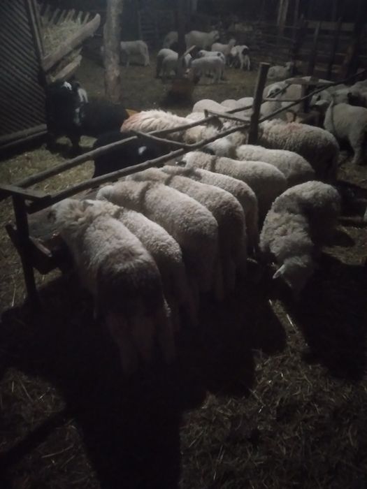 Miei de paşti de vânzare