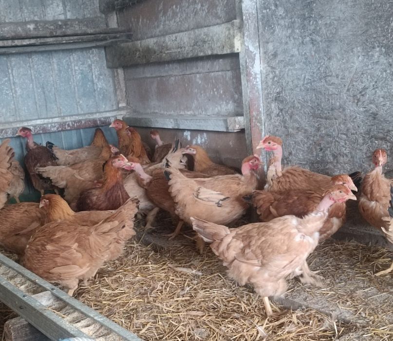 Puicuțe rasă mixta tinere