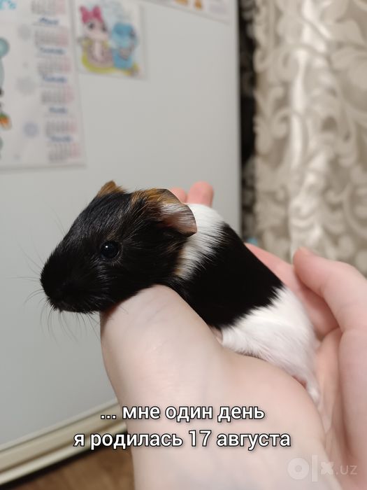 Продается морская свинка