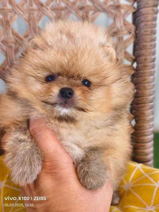 Продам щенков шпица.