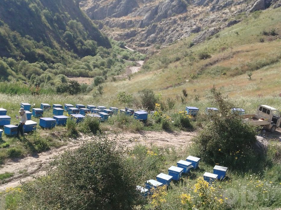 Тох асали сотувда