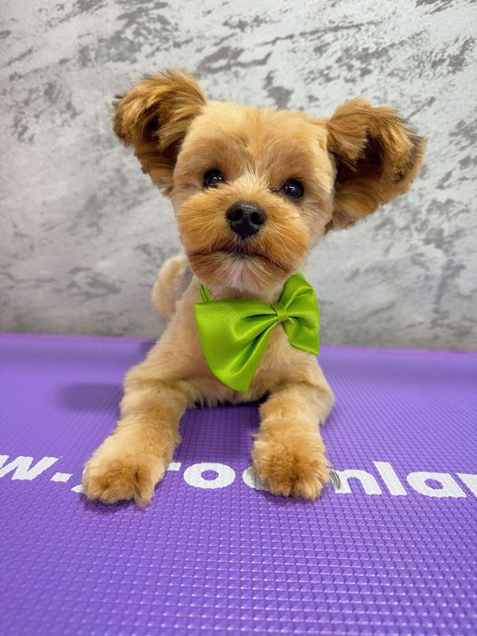 Salon Coafura Canina Arad -centru!