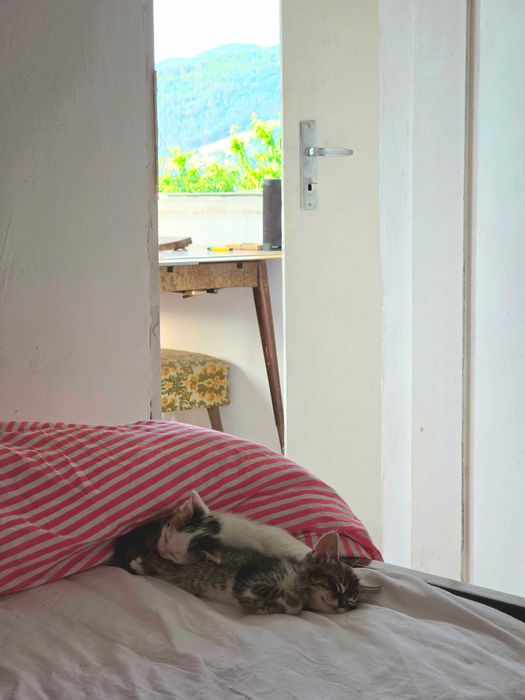 Новородени Котета