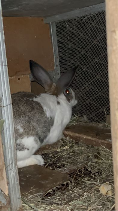 Продам крольчиху самку