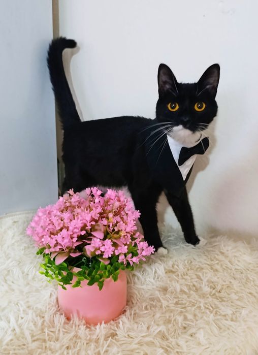 Кот котенок котик