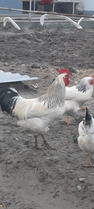 Адлер хуроз сотилади