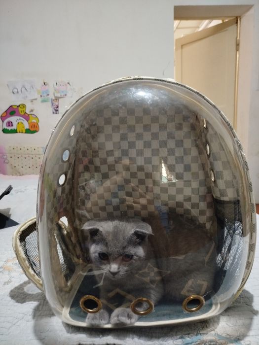 Продаётся вислоухий котёнок!