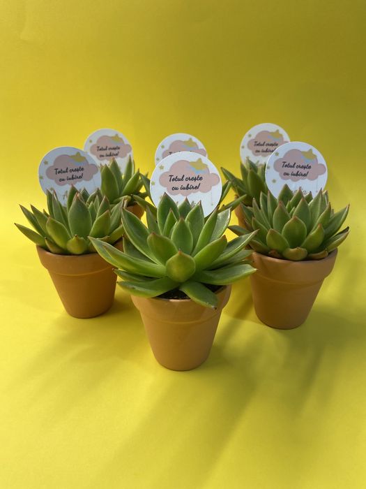 plante in sticla - Piese auto de vânzare | OLX.ro