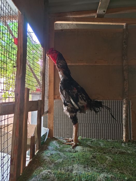 Дакан хороз йошга тулган